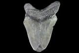 Partial, Fossil Megalodon Tooth #89002-1